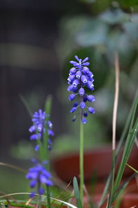 Close-up of purple flowering plant