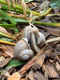 Close-up of snail on tree