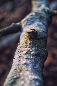 Close-up of insect on tree trunk