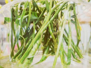 Close-up of green leaves