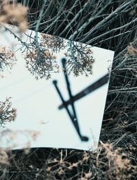 grass