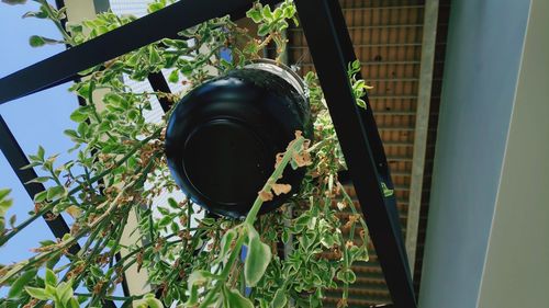Low angle view of plants against building
