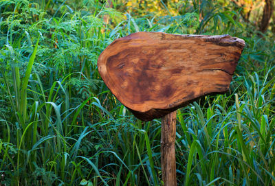 Close-up of mushroom growing on field