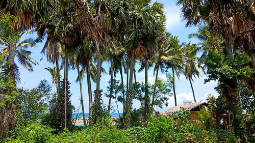 Low angle view of coconut palm trees against sky