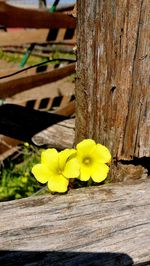 Close-up of yellow flowers on tree