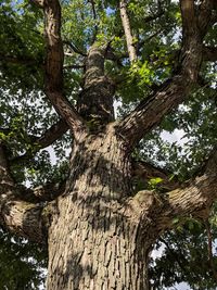 Low angle view of trees growing in forest