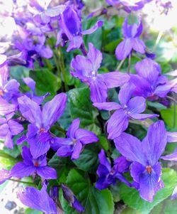 Close-up of purple flowering plants