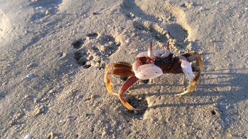 Close-up of crab on beach