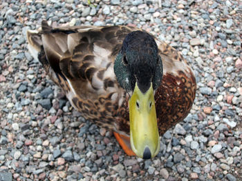 Close-up of bird