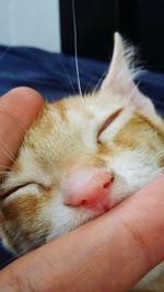 Close-up of hand sleeping cat