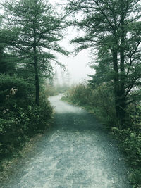 Road passing through forest