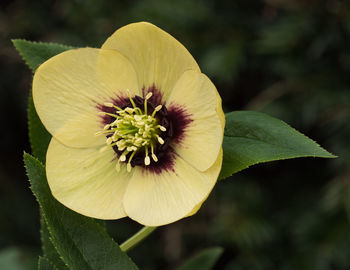 Close-up of yellow flowering plant