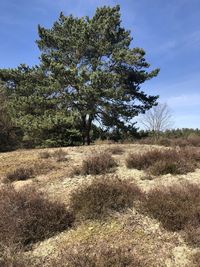 Tree on field against clear sky