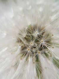 Close-up of white dandelion