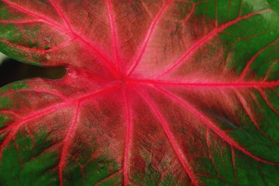 Full frame shot of red leaf