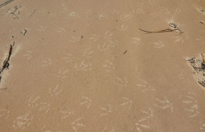 High angle view of footprints on sand