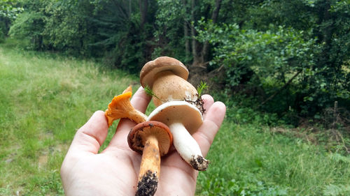 Low section of person holding plant on land