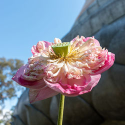 Close-up of pink rose flower