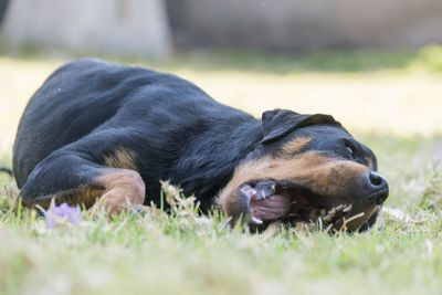 Dog relaxing on field