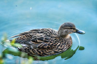 Close-up of duck swimming in lake