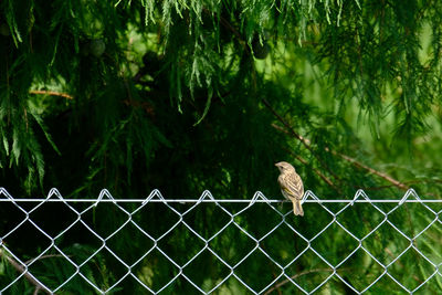 Birds perching on tree