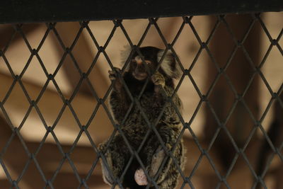 Monkey in cage seen through chainlink fence at zoo