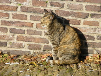 Cat sitting on brick wall