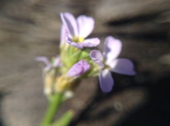 Close-up of purple flowers growing outdoors