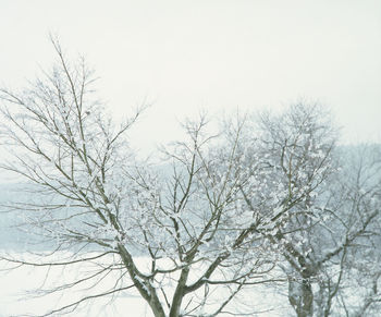 Low angle view of bare trees against clear sky