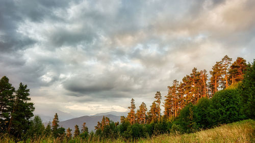 Plants growing on land against sky