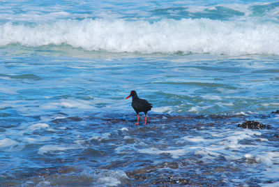 Oyster catchers of south africa