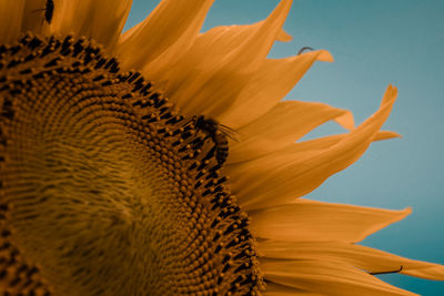 Low angle view of sunflower