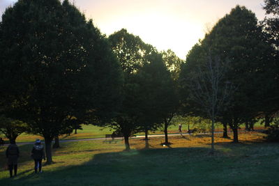 Trees in park against sky