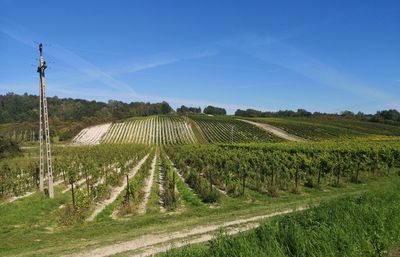 Scenic view of vineyard against sky