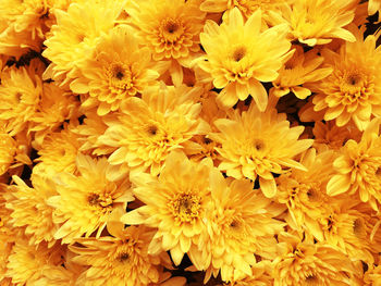 Full frame shot of yellow flowering plants