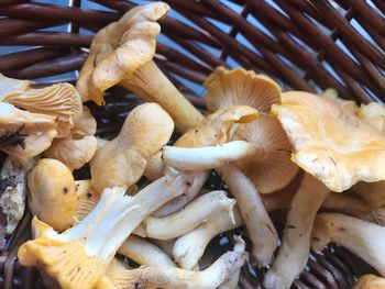 High angle view of mushrooms