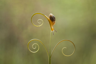 Snail from borneo forest