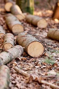 Close-up of logs in forest