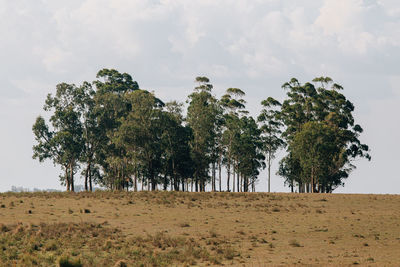 Trees on field against sky