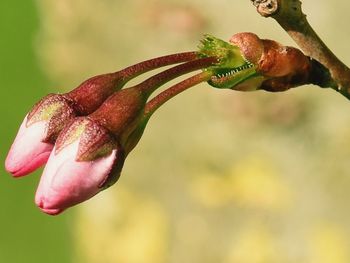 Close-up of pink flower