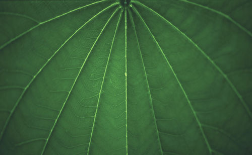 Full frame shot of green leaves