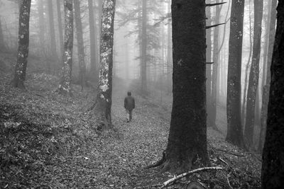 View of people walking in forest