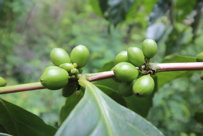 Close-up of coffee crops growing at farm