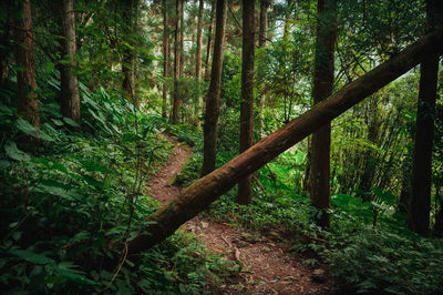 Trees growing in forest