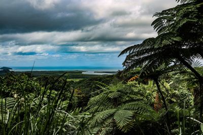 Plants by sea against sky