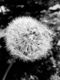 Close-up of dandelion