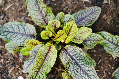 High angle view of plant growing on field