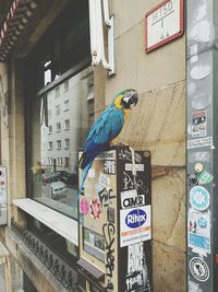 Bird perching on built structure