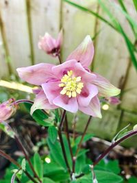 Close-up of pink flowering plant