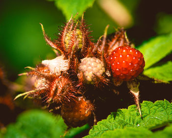 Close-up of strawberry on plant